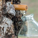 Очищает от токсинов и не только: в чем польза березового сока