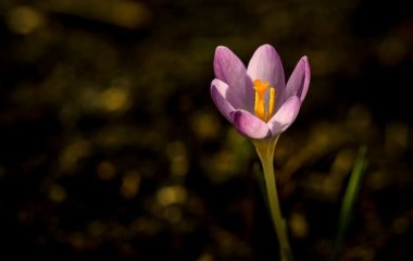 Коли весняне рівнодення 2025 року: точна дата, що воно означає з астрологічної і народної точок зору