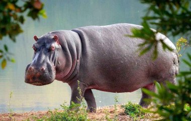 Бегемот, пытающийся поймать морковь на лету, повеселил туристов (ВИДЕО)