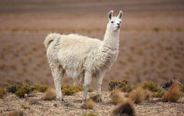 Лама позволила козлятам использовать себя в качестве трамплина.