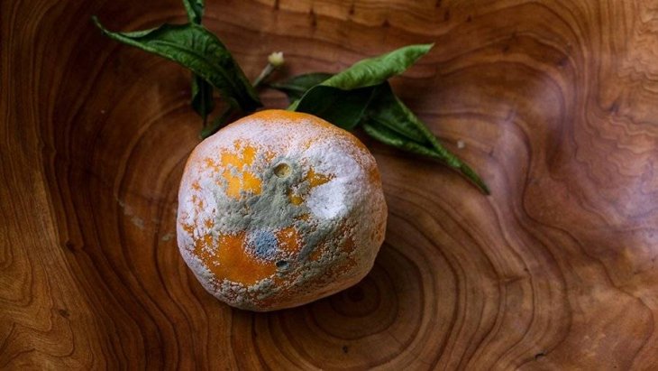 Лікар назвав смертельну небезпеку продуктів із пліснявою