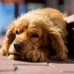 Сети рассмешил пес, который забавно поднимался по ступенькам (ВИДЕО)