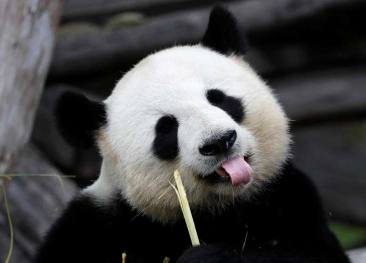 Милее некуда: панда получила на день рождения торт (ФОТО)