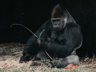 24 години погоні з поліцейськими: мавпа випила пива та влаштувала хаос у місті (фото)