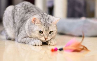 Що потрібно для кота в квартирі: базовий список речей