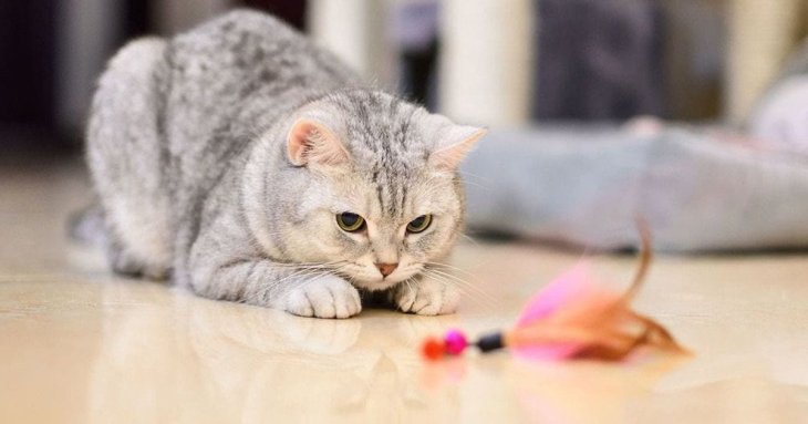 Що потрібно для кота в квартирі: базовий список речей