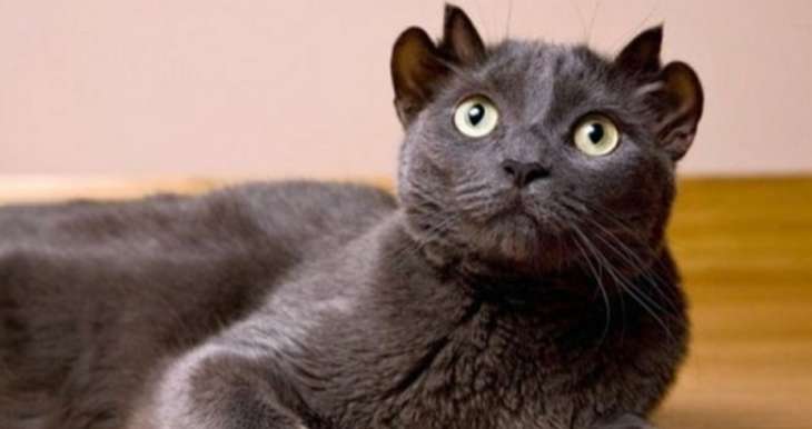 Сети удивил кот с двумя парами ушей (ФОТО)