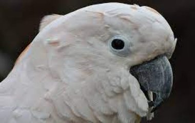 Попугайчик выбрал себе в качестве музы курицу и теперь поражает людей не словами, а кудахтаньем