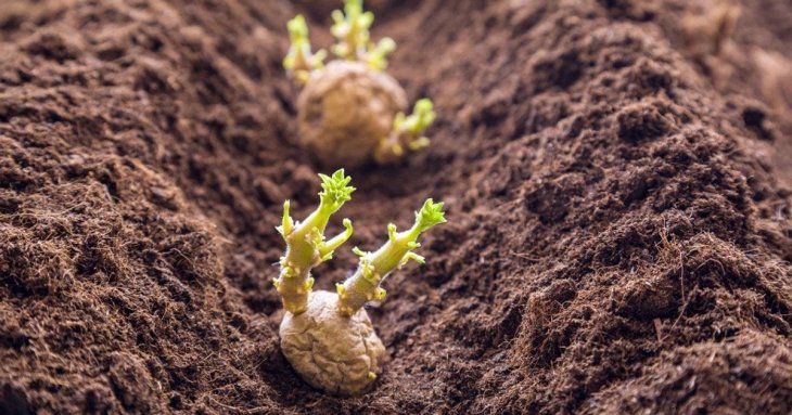 Коли садити картоплю за місячним календарем у квітні 2026 року