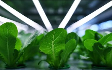 Кремлівський лікар назвала продукти, які корисні в умовах епідемії