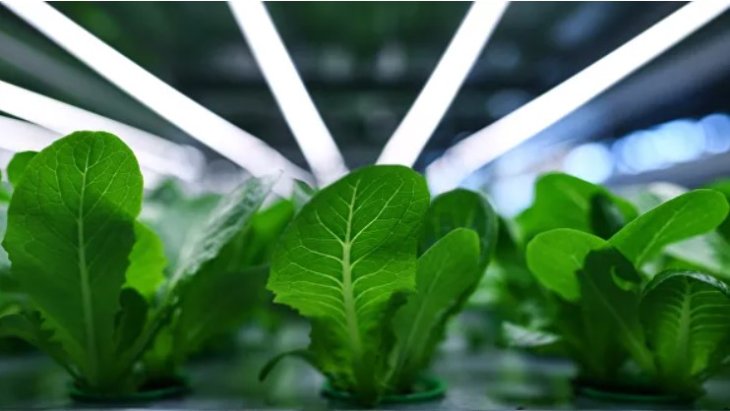 Кремлівський лікар назвала продукти, які корисні в умовах епідемії