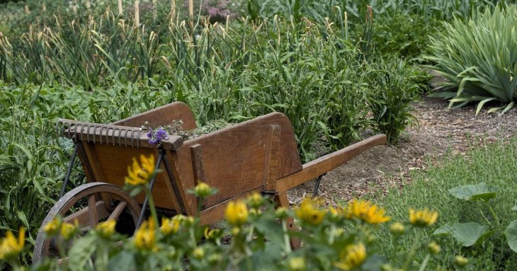 Місячний посівний календар на червень 2025 року: запишіть сприятливі дні для городних робіт на початку літа