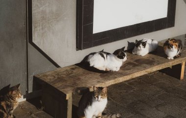 Чому вуличні коти живуть менше і як зробити життя всіх котів безпечнішим і щасливішим