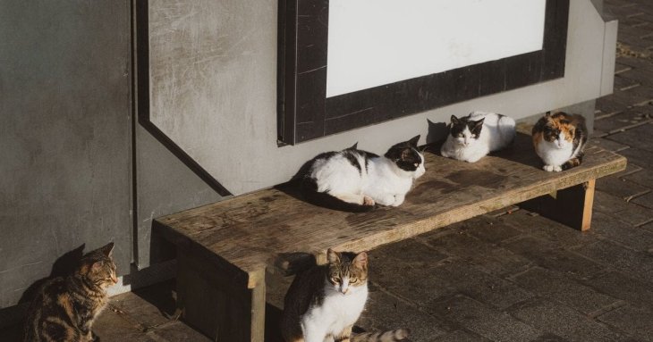 Чому вуличні коти живуть менше і як зробити життя всіх котів безпечнішим і щасливішим
