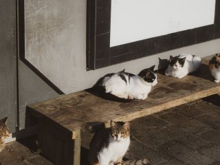 Чому вуличні коти живуть менше і як зробити життя всіх котів безпечнішим і щасливішим