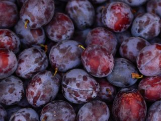 Гусениці атакують сливи вже у травні: як не втратити весь урожай — дієвий лайфгак