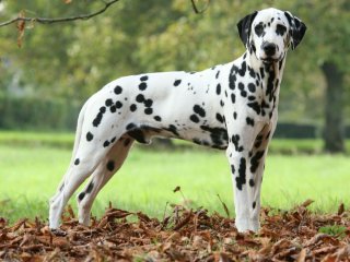 Сети покорил «собачий вальс» от талантливого далматинца (ВИДЕО)