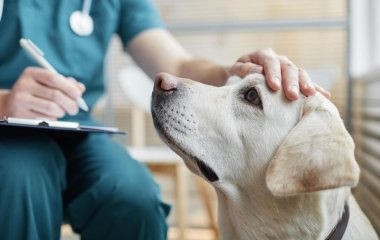 Сети насмешила реакция собаки на дольку лимона (ВИДЕО)