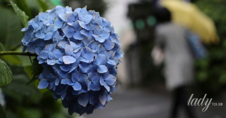 Гортензії стануть яскраво-блакитними: чим підживити квіти, щоб змінити їхній колір