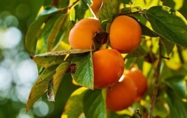 Названо ідеальні для здоров'я щитовидної залози продукти.