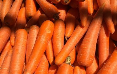 Найсолодші сорти моркви: яку посадити для щедрого та смачного врожаю