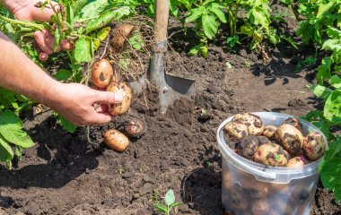 Чи потрібно скошувати бадилля картоплі: що про це кажуть досвідчені городники