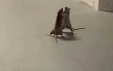 На видео попала сумасшедшая битва двух крыс, а кот был рефери