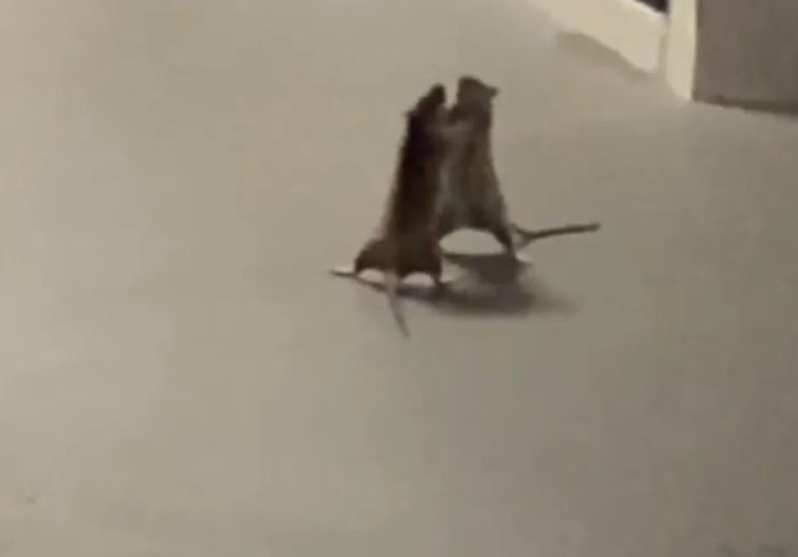 На видео попала сумасшедшая битва двух крыс, а кот был рефери