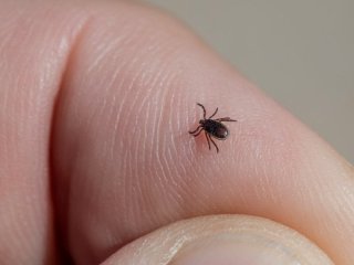 Як захиститися від кліщів: простий лайфгак із речами, які є в кожному домі