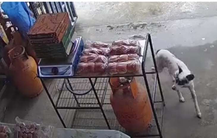 Собака пришла в магазин, чтобы украсть еду (ВИДЕО)