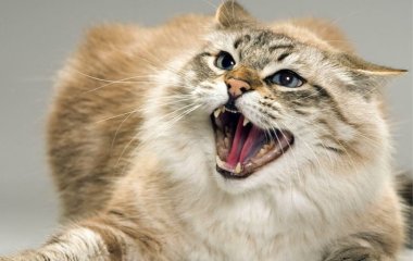 Сети покорила реакция потерявшегося кота, случайно встретившего хозяина (ВИДЕО)