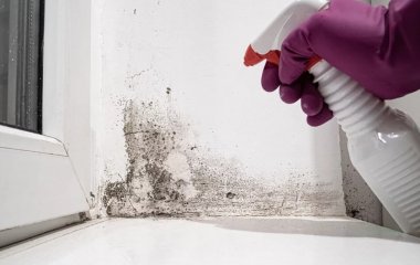 Як вивести цвіль зі стін: 3 найпростіші та дієві способи