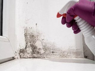 Як вивести цвіль зі стін: 3 найпростіші та дієві способи