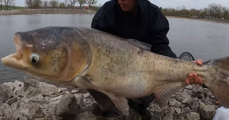Рибалка зняв бій з величезною рибою та здивував відео