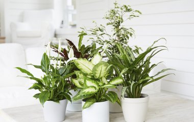 7 самых неприхотливых тропических растений для дома