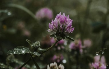 День ангела 28 червня: кого та як вітати з іменинами