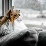 Новый хит: забавный кот испытал терпение собаки