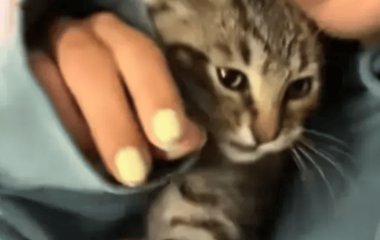 Жінка прихистила безпритульне кошеня але швидко зрозуміла, що щось пішло не так (фото)