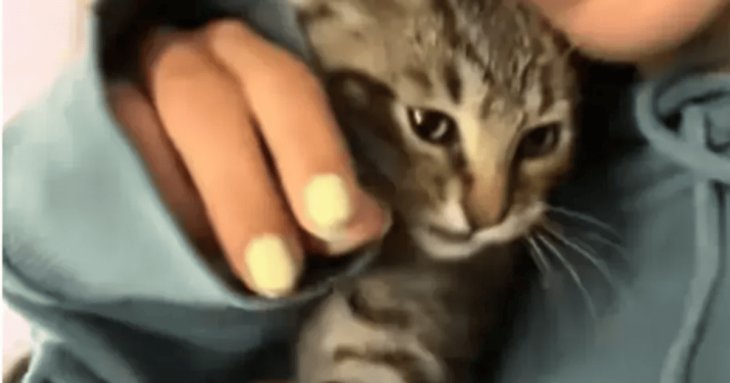 Жінка прихистила безпритульне кошеня але швидко зрозуміла, що щось пішло не так (фото)
