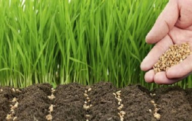 Коли найкраще садити та сіяти: що кажуть народні прикмети