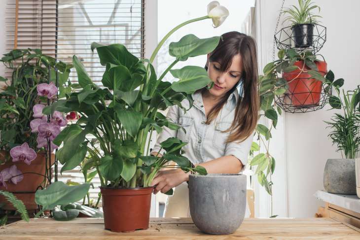 Как выращивать комнатные растения в доме с недостаточным количеством света?