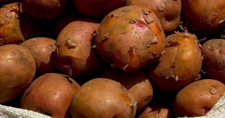 Як зберігати картоплю, щоб вона довго не псувалася