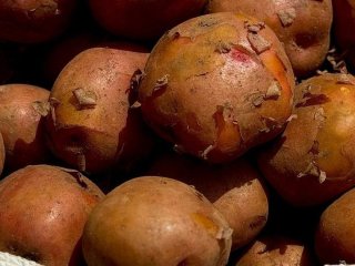 Як зберігати картоплю, щоб вона довго не псувалася