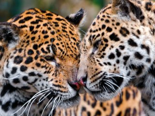 Забавная реакция диких животных на зеркало в джунглях (ВИДЕО)