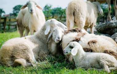 Овцы случайно съели более 270 кг каннабиса: 
