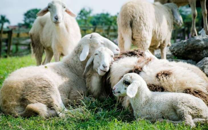 Овцы случайно съели более 270 кг каннабиса: 