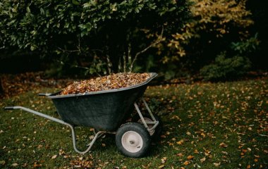 Куди подіти опале листя, якщо його не можна спалювати: найкращі способи використання