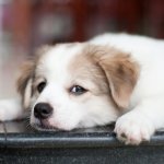 Сети насмешила собака, утомившаяся после долгой прогулки (ВИДЕО)