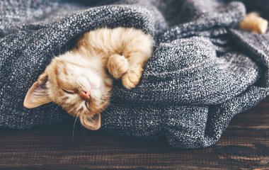Сети насмешил котенок, которого сон сморил прямо в лотке (ВИДЕО)