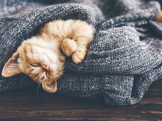 Сети насмешил котенок, которого сон сморил прямо в лотке (ВИДЕО)